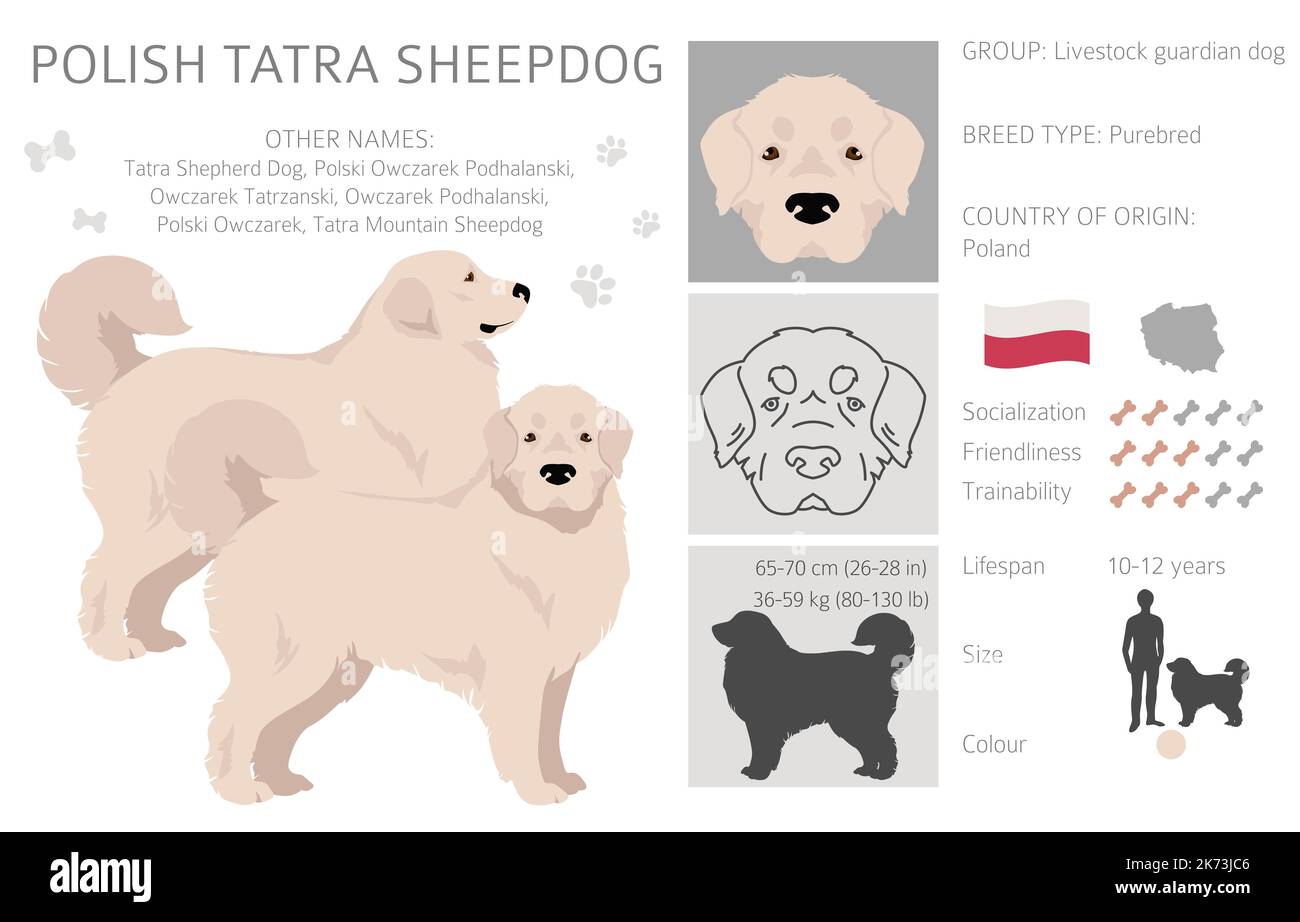 Clipart Polacco dei Tatra Sheepdog. Set di tutti i colori del mantello. Infografica sulle caratteristiche di tutte le razze di cani. Illustrazione vettoriale Illustrazione Vettoriale