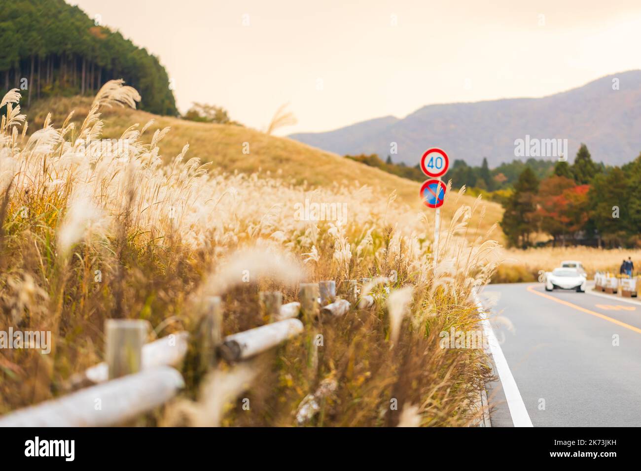 Autunno a Sengokuhara Pampas campi di erba Foto Stock