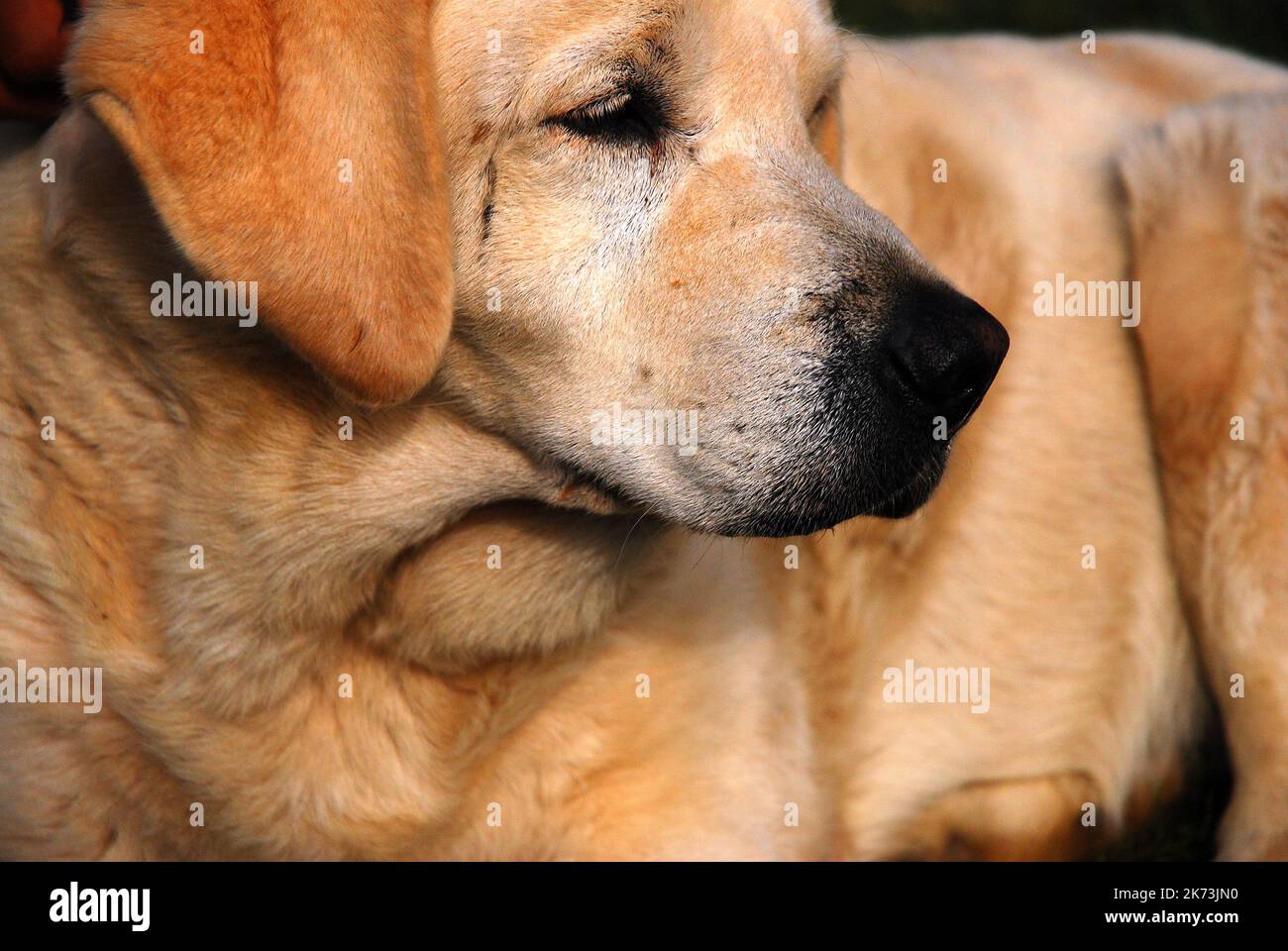 Un vecchio cane di guardia continua a vegliare sulla famiglia, anche se i suoi giorni più giovani sono passati Foto Stock