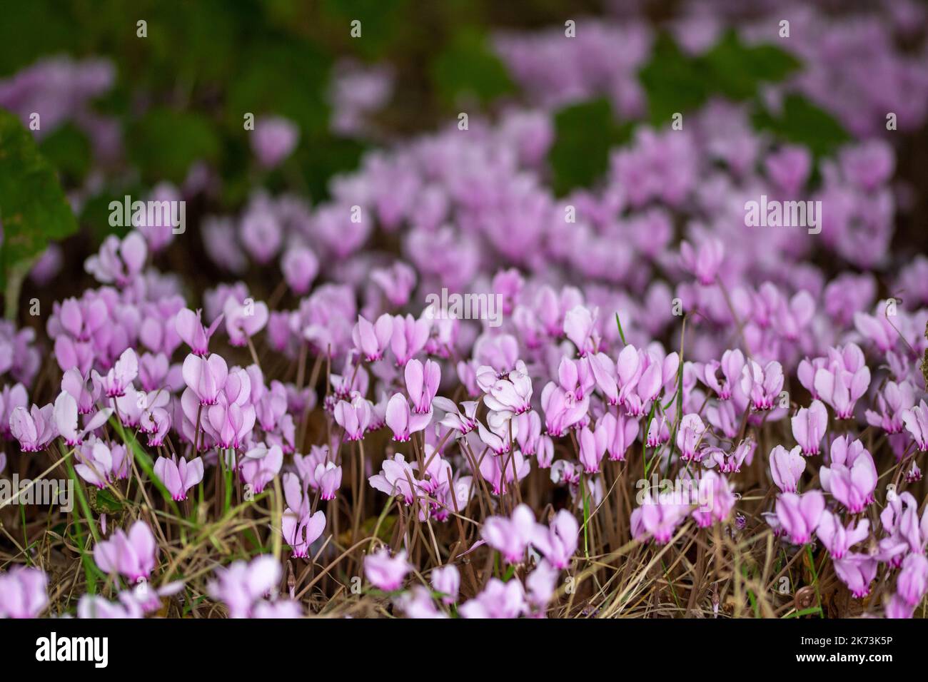 tappeto di bel ciclamino rosa con sfondo sfocato Foto Stock