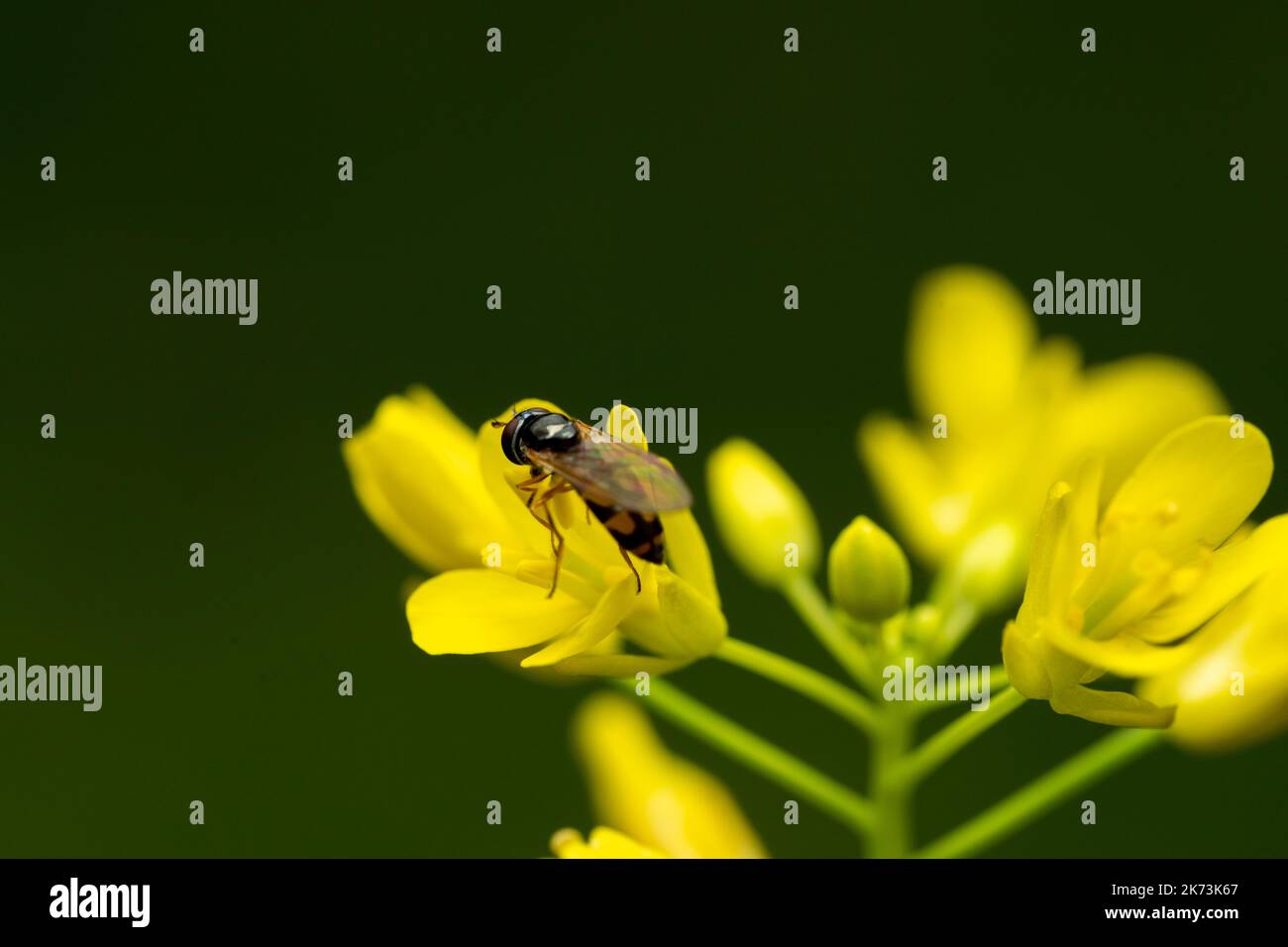 Miele ape raccolta polline su fiore giallo di colza Foto Stock