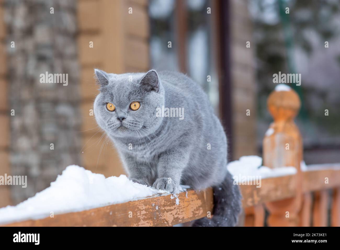 Un gatto domestico di una razza britannica di shorthair con gli occhi gialli nella neve, Un gatto britannico grigio siede sulla ringhiera di una casa di campagna all'aperto in gelido Foto Stock