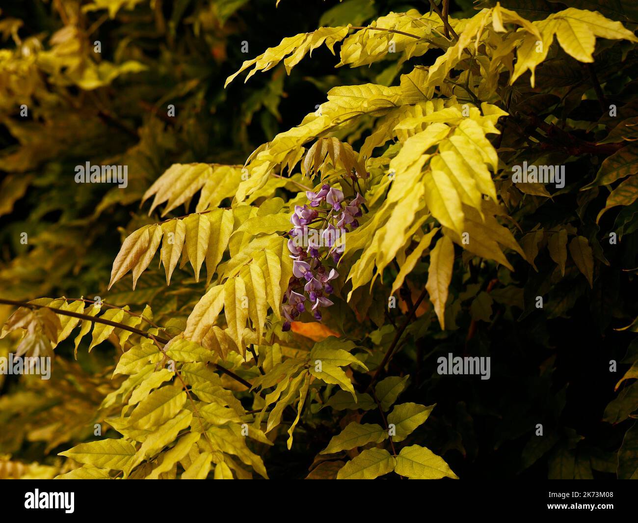 Primo piano di un fiore e foglie d'autunno gialle del rampicante giardino Wisteria floribunda glicine giapponese. Foto Stock