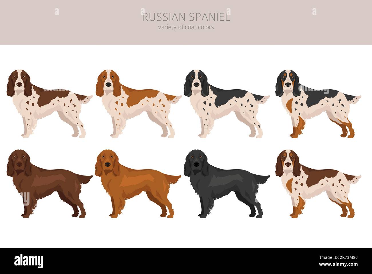 Clipart spagnola russa. Set di tutti i colori del mantello. Infografica sulle caratteristiche di tutte le razze di cani. Illustrazione vettoriale Illustrazione Vettoriale