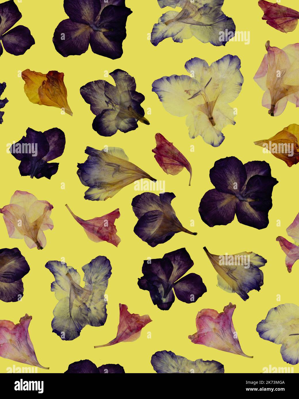 motivo floreale. Un gruppo di vari fiori secchi pressati su sfondo giallo. Foto Stock