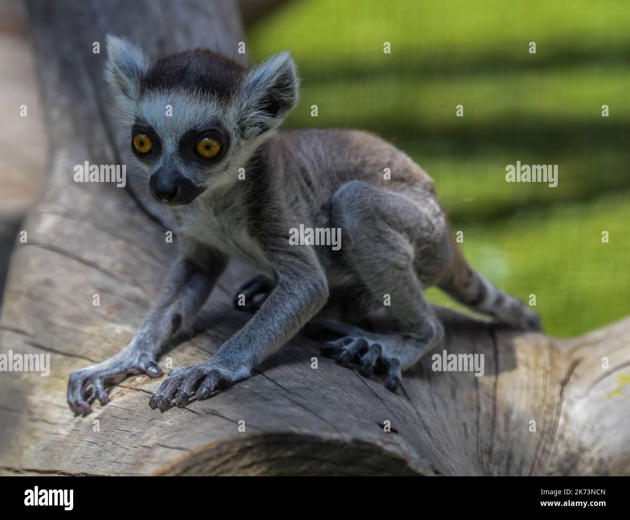 Catta Lemur dalla coda ad anello in uno zoo Foto Stock