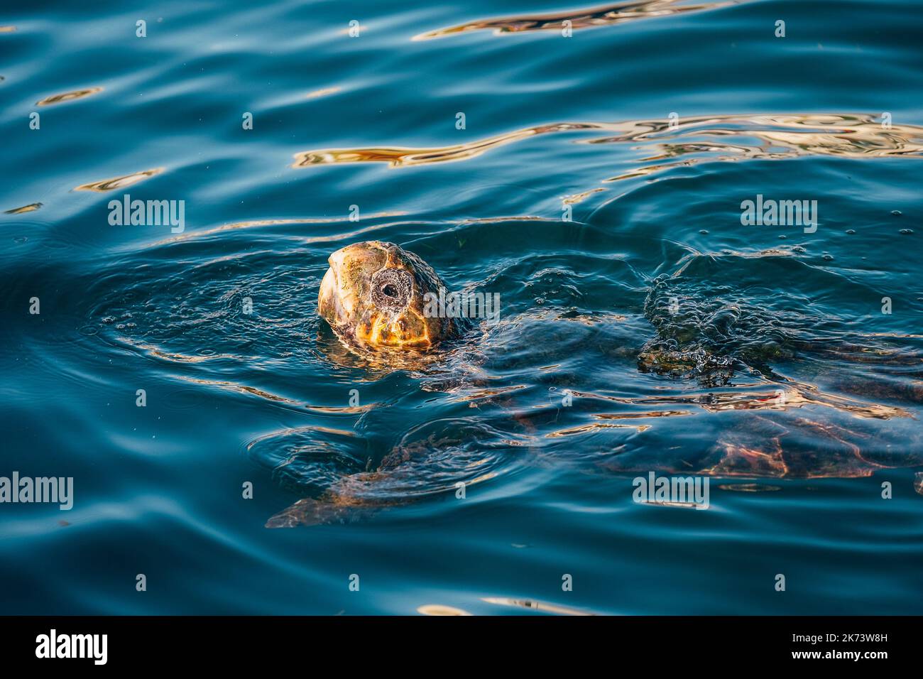 Tartaruga marina testa di loggerhead sott'acqua poi emergendo sopra la superficie d'acqua per catturare l'aria fresca sorso. Bellezza nella natura concetto foto sull'isola di Cefalonia, Grecia Foto Stock