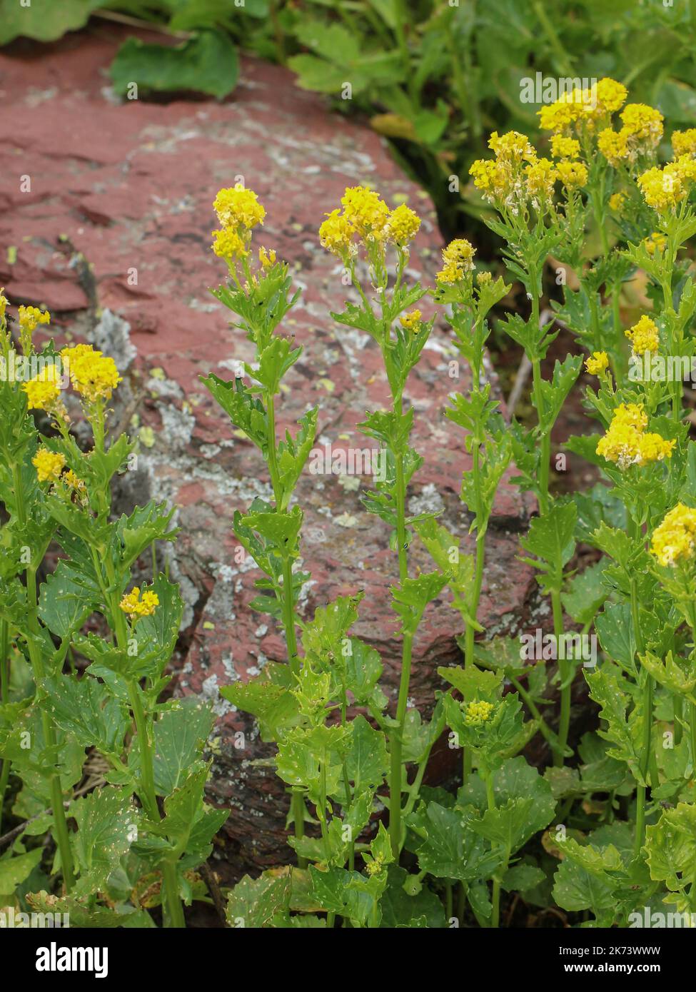 Fiori gialli del razzo giallo balcanico (nome latino: Barbarea balcana) nel parco naturale Stara planina nella Serbia orientale Foto Stock
