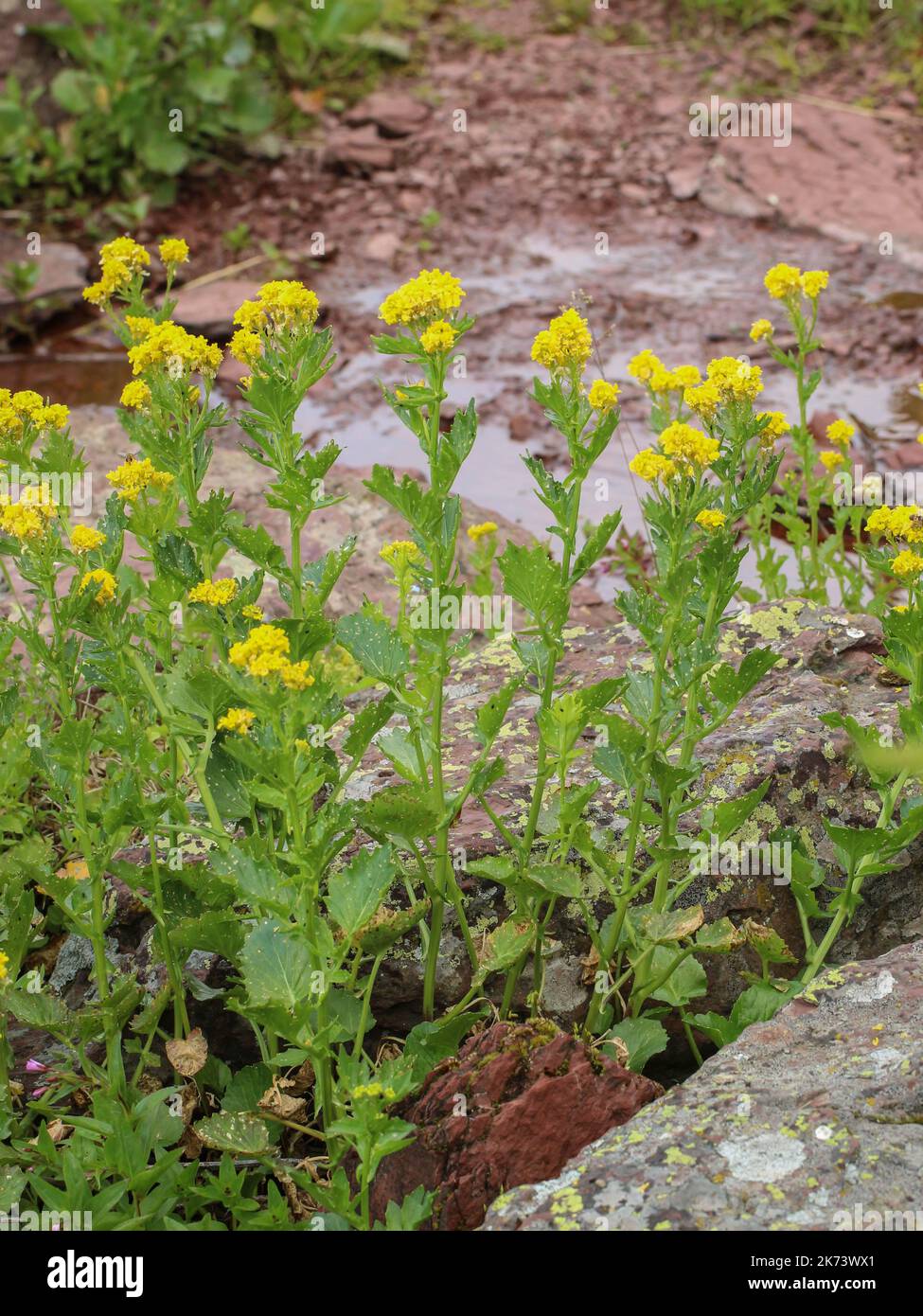 Fiori gialli del razzo giallo balcanico (nome latino: Barbarea balcana) nel parco naturale Stara planina nella Serbia orientale Foto Stock