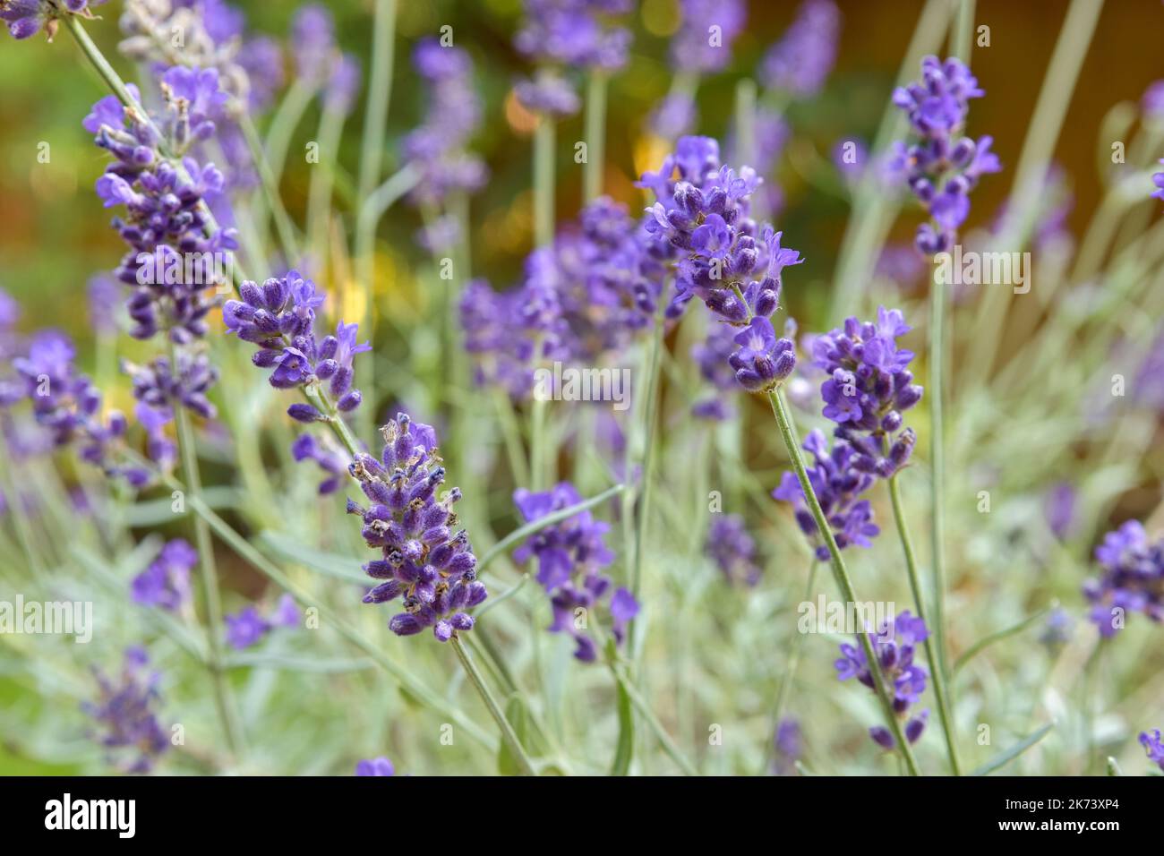 Hidcote lavanda che cresce in giardino Foto Stock