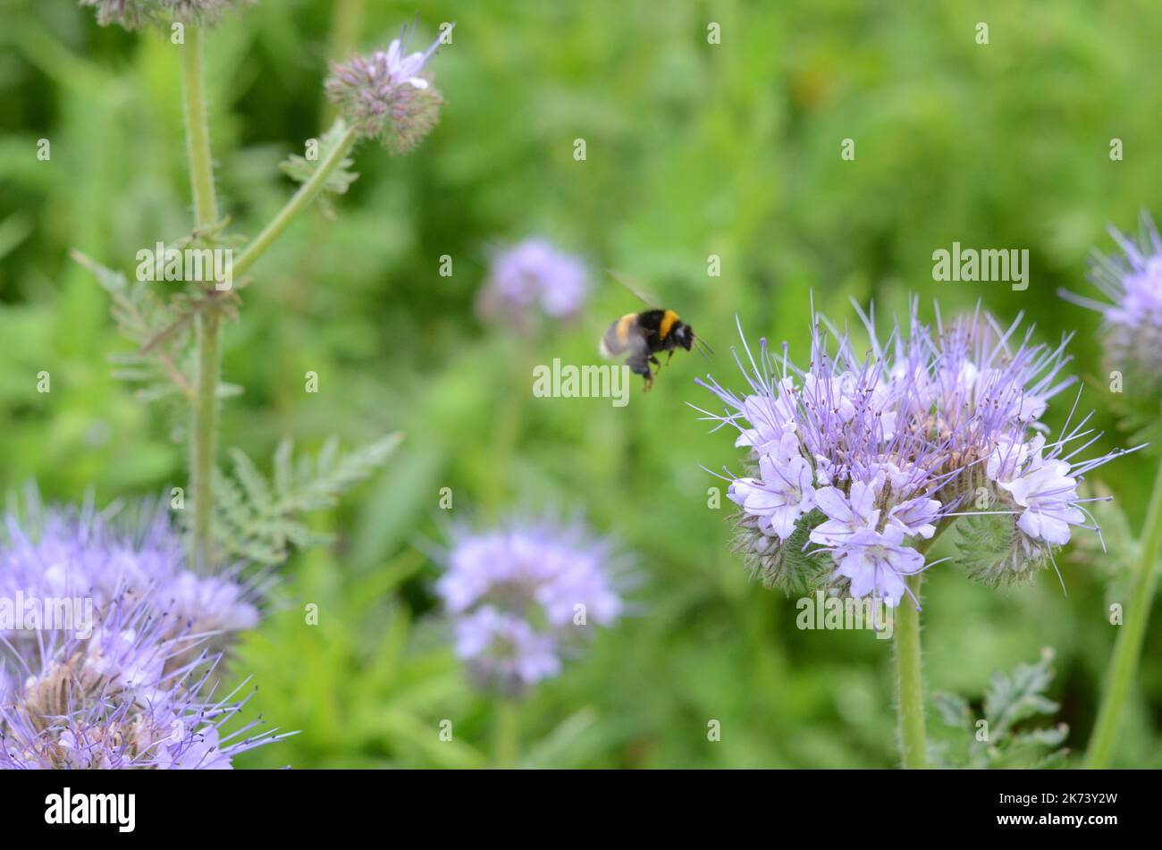 In volo Bumble Bee si avvicina al fiore al Royal Botanical Garden, Edimburgo Foto Stock