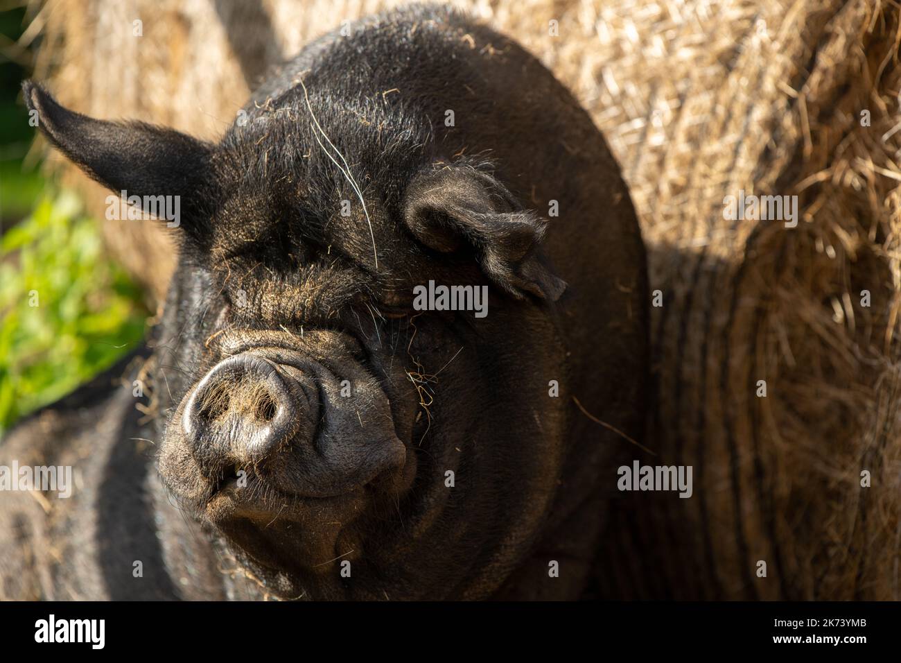 Porco vietnamita panciato in una fattoria. Foto Stock