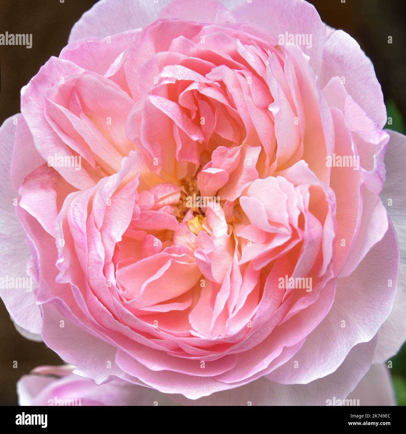 Il profumo delle rose immagini e fotografie stock ad alta risoluzione -  Alamy