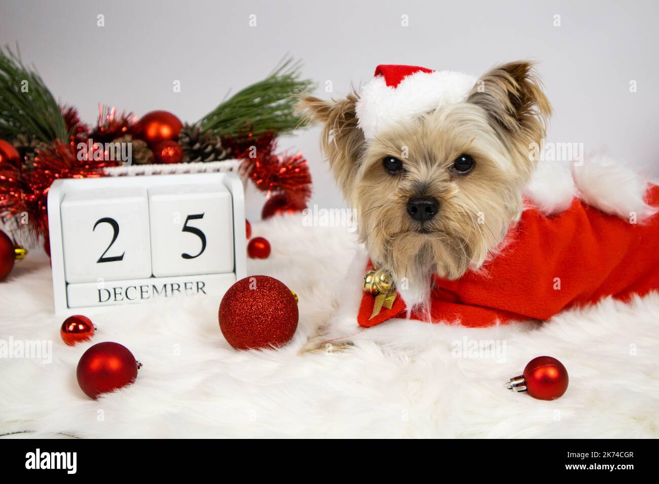 Natale. Yorkshire terrrier cane in costume di babbo natale e calendario 25 dicembre Foto Stock