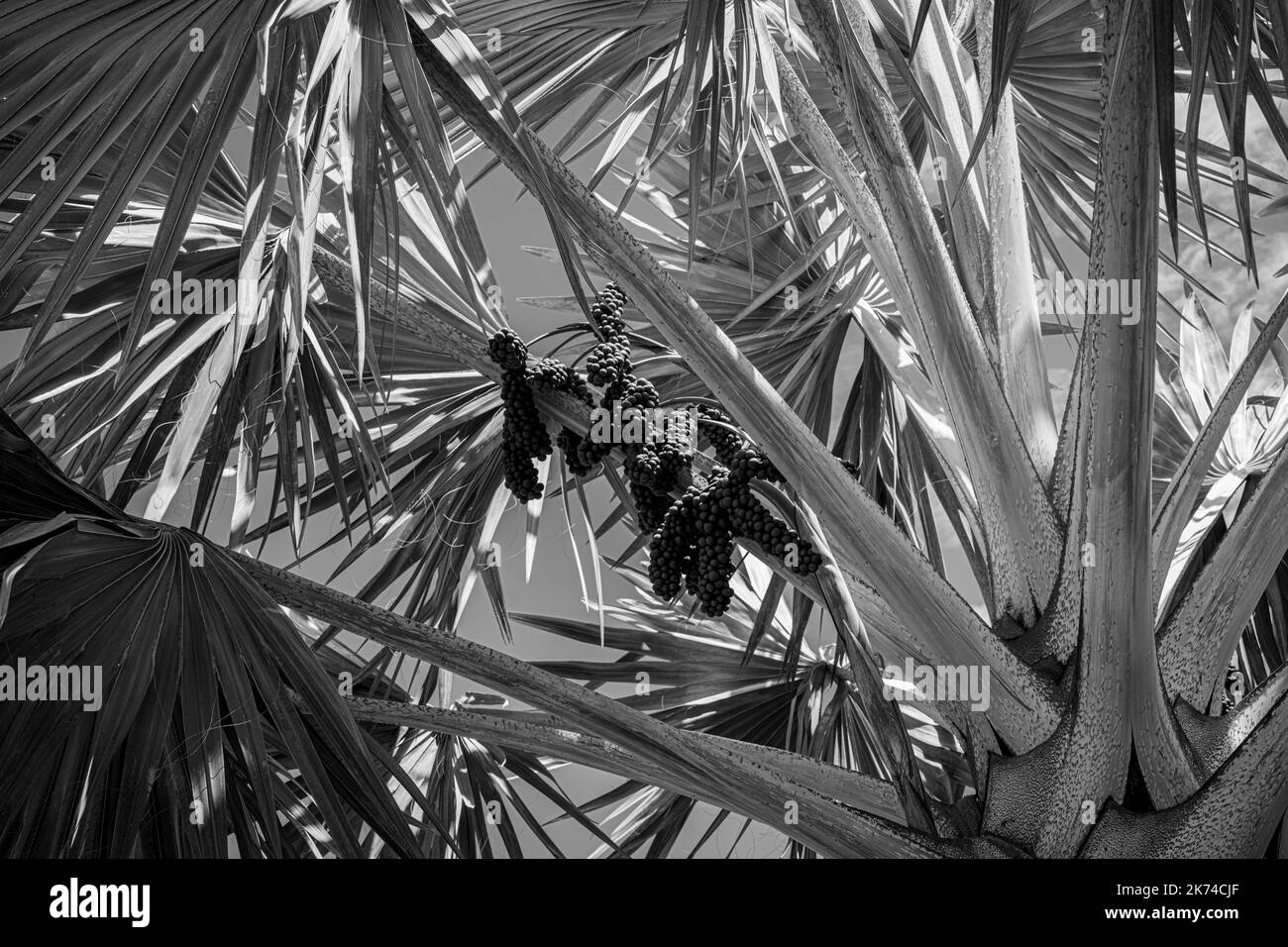Alberi di palma sull'isola dei Caraibi francesi di Guadalupa Foto Stock