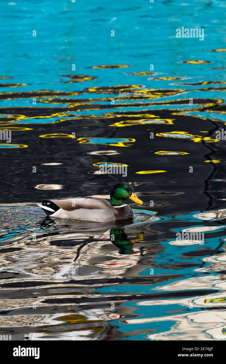 Maschio Mallard Duck nuotare attraverso riflessi vivaci del tè Foto Stock