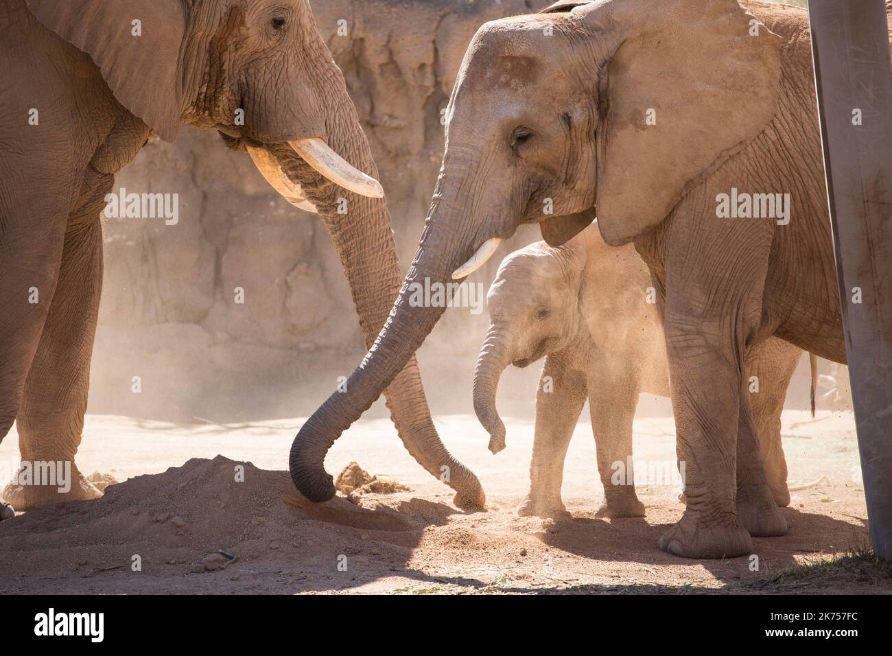 Una famiglia di elefanti africani si raffredda coprendo il corpo di sabbia Foto Stock