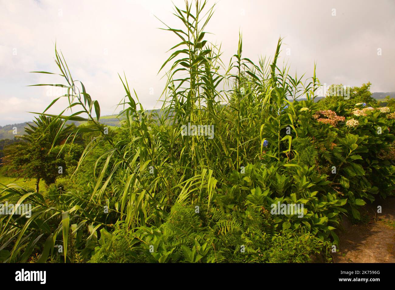 Portogallo, Azzorre, isola di Faial, canna da zucchero, Foto Stock