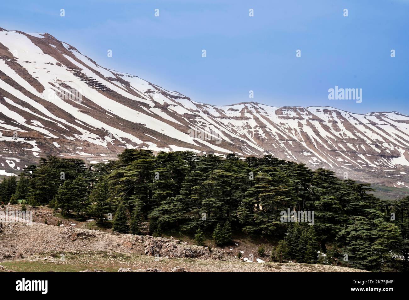 Zedernwald an der Passstraße über das Gebirge an der Straße von der Beeka-Ebene nach Tripoli , Libanon Foto Stock