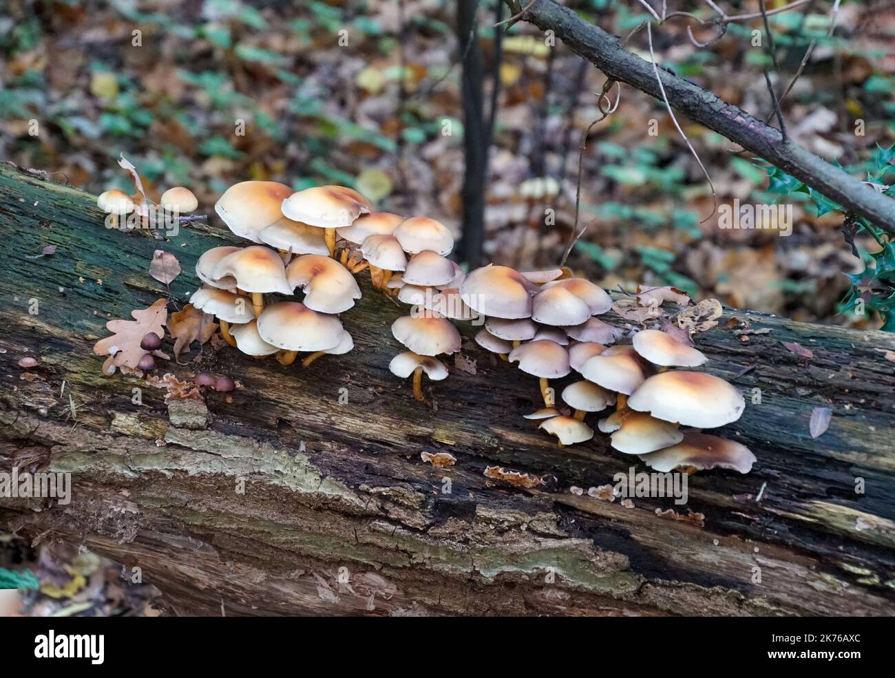 Pilze auf Totholz Foto Stock