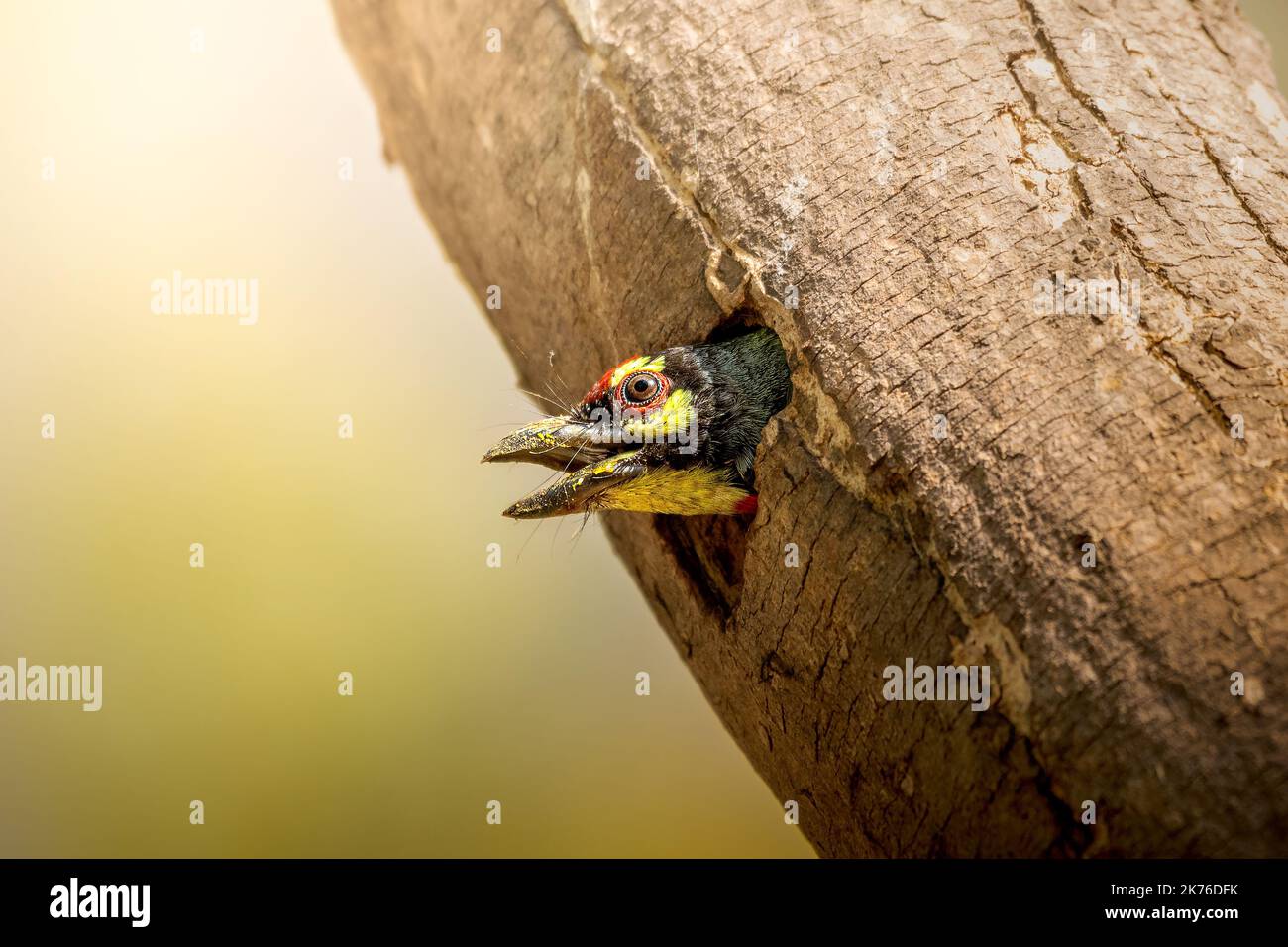 Copersmith Barbet (Psilopogon emacephalus) Foto Stock