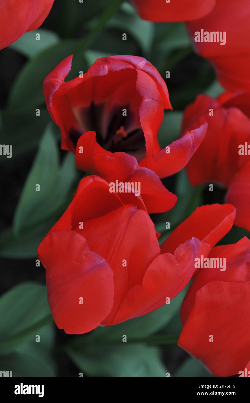 Tulipani (Tulipa) semplicemente fiore rosso in un giardino nel mese di marzo Foto Stock