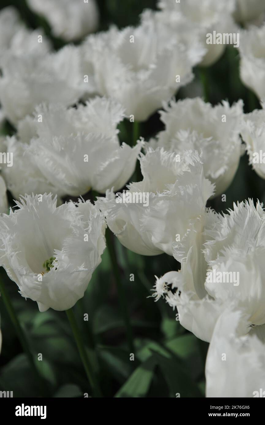 Tulipani con frange bianche (Tulipa) Smirnoff fiorisce in un giardino nel mese di aprile Foto Stock