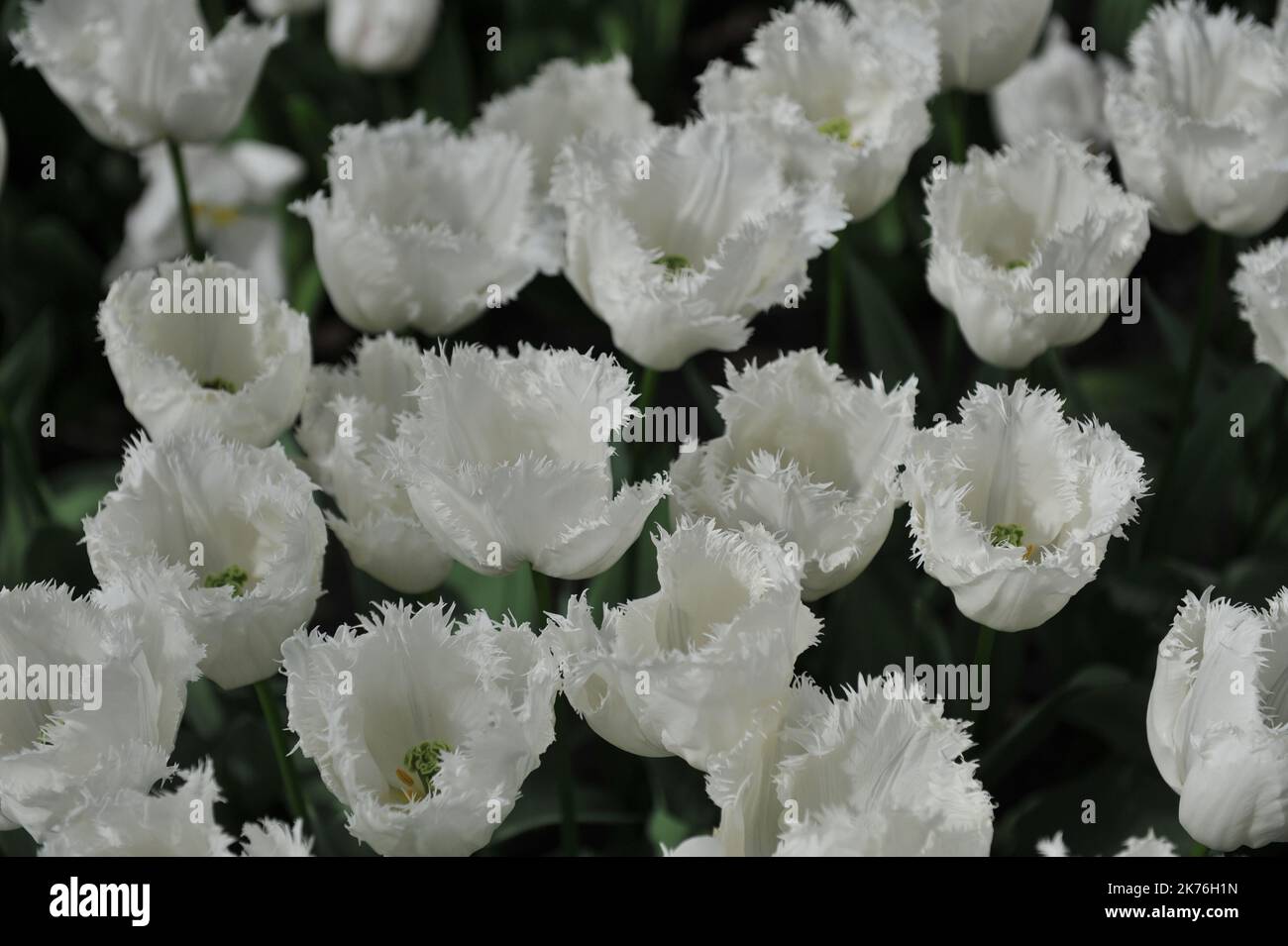 Tulipani con frange bianche (Tulipa) Smirnoff fiorisce in un giardino nel mese di aprile Foto Stock