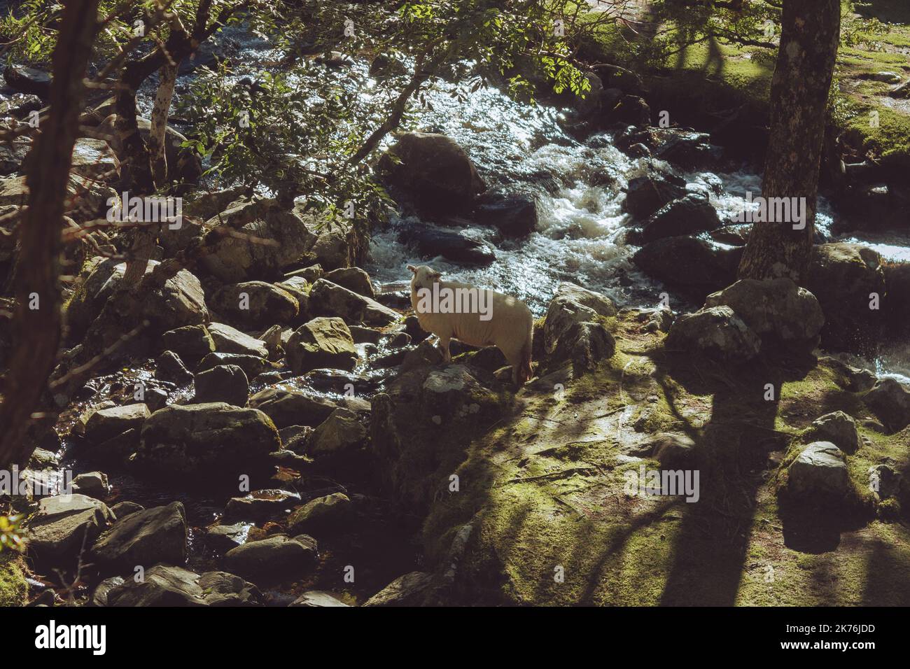 Pecore in piedi su una piccola isola nel mezzo di un fiume Foto Stock