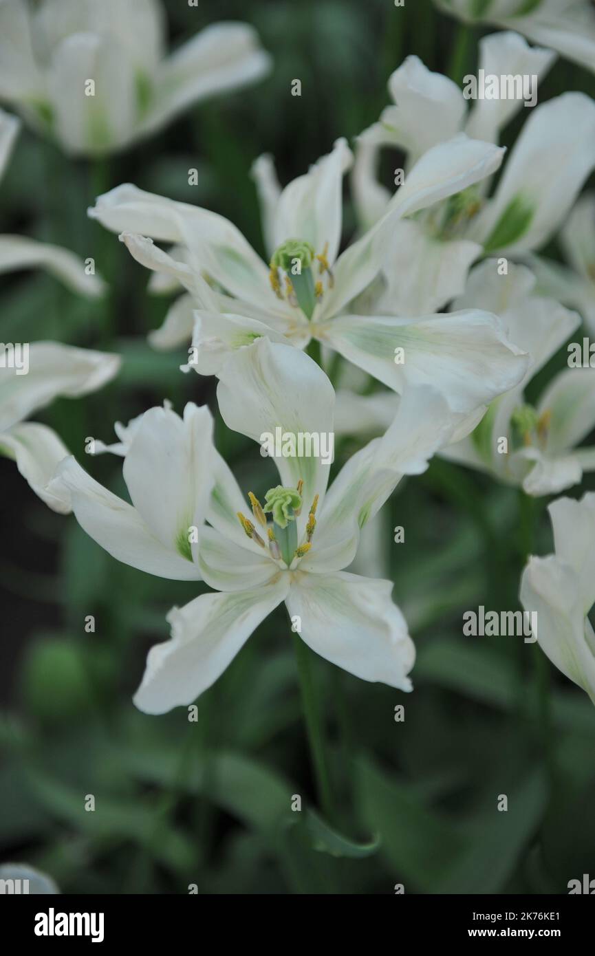 Tulipani bianchi e verdi Viridiflora (Tulipa) Primavera Verde fioritura in un giardino nel mese di aprile Foto Stock