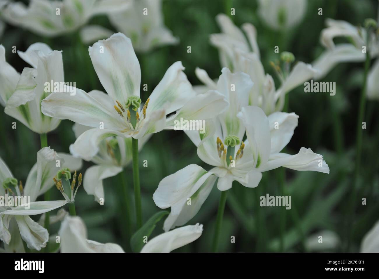 Tulipani bianchi e verdi Viridiflora (Tulipa) Primavera Verde fioritura in un giardino nel mese di aprile Foto Stock
