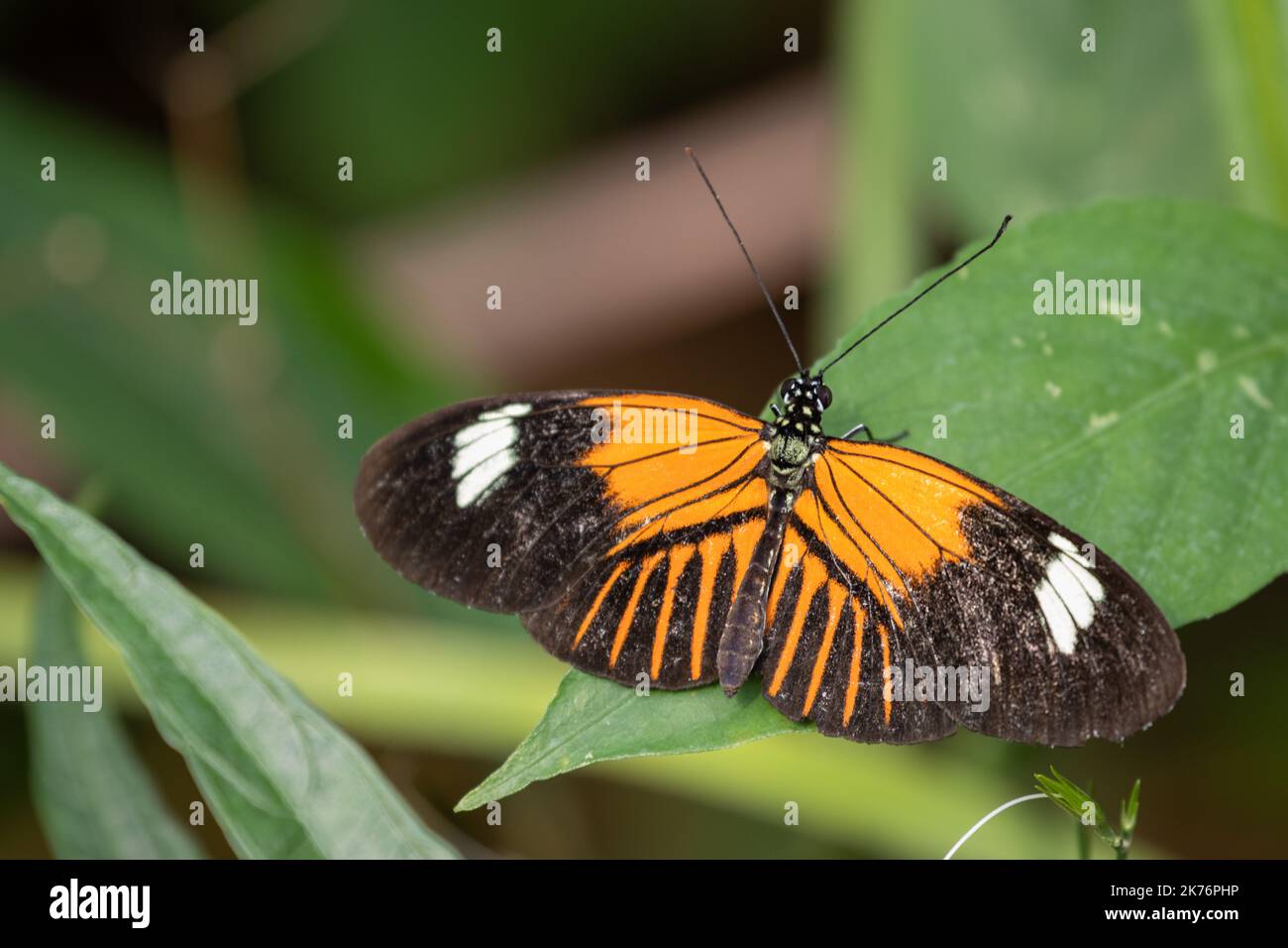 Farfalla su una foglia nei Paesi Bassi. Foto di alta qualità una bella farfalla. Foto Stock