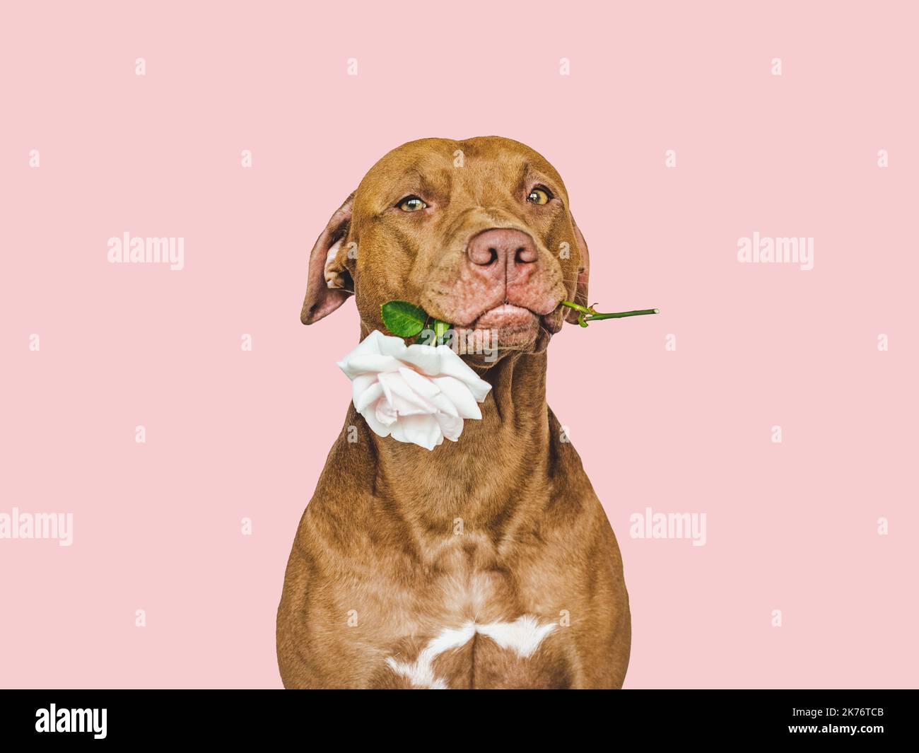 Adorabile, puppy bruno grazioso e fiori luminosi Foto Stock