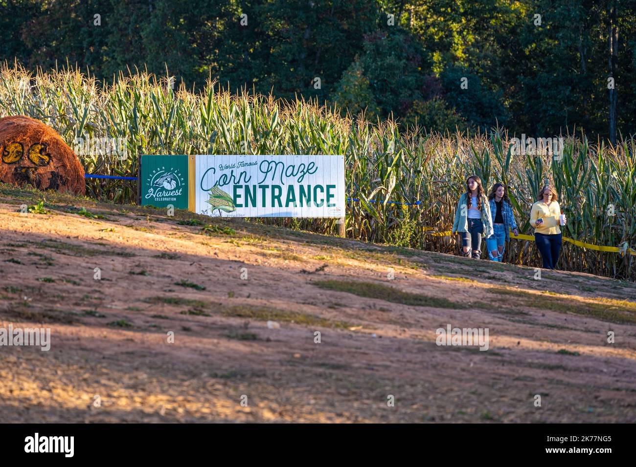 Ingresso al labirinto di mais presso le fattorie di Jaemor in Alto, Georgia. (USA) Foto Stock