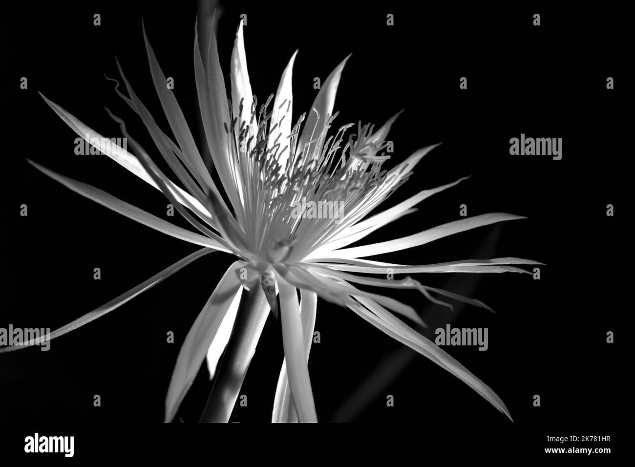 Un tiro isolato di un fiore di cactus di Orchid su uno sfondo nero Foto Stock