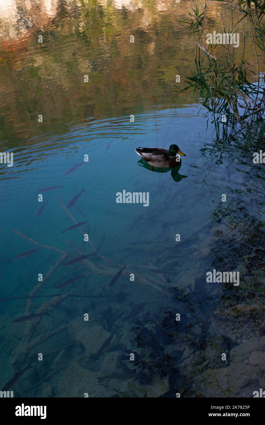 Litle anatra nuoto con pesci nel lago. Foto Stock