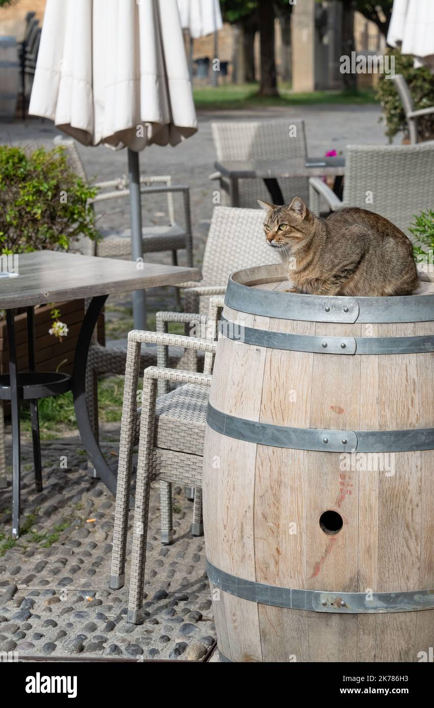 un gatto seduto in cima a un barile di legno convertito bevanda in una strada all'aperto wine bar Foto Stock