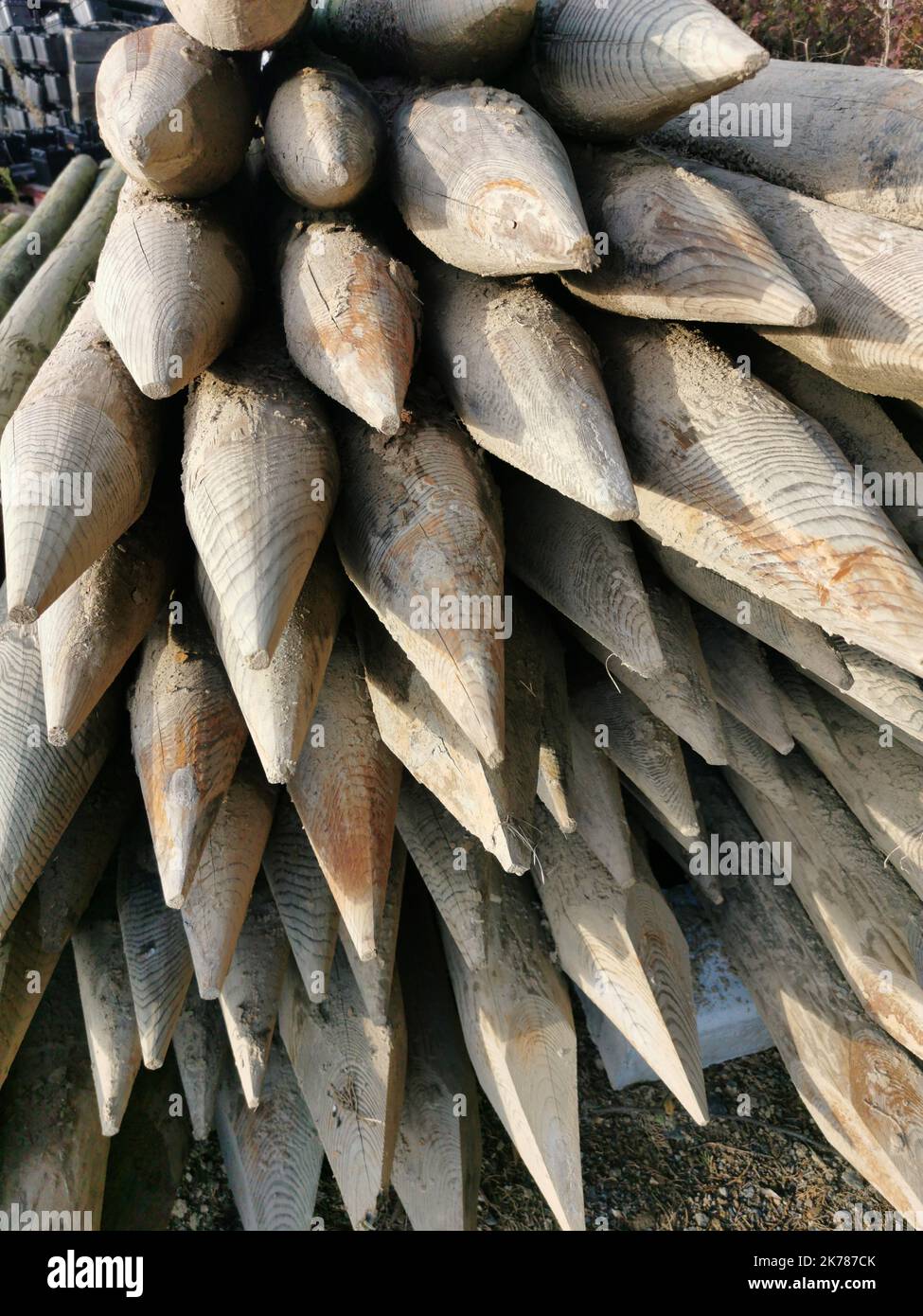 Tronchi di legno con estremità appuntite per la preparazione di campi con alberi da frutto Foto Stock