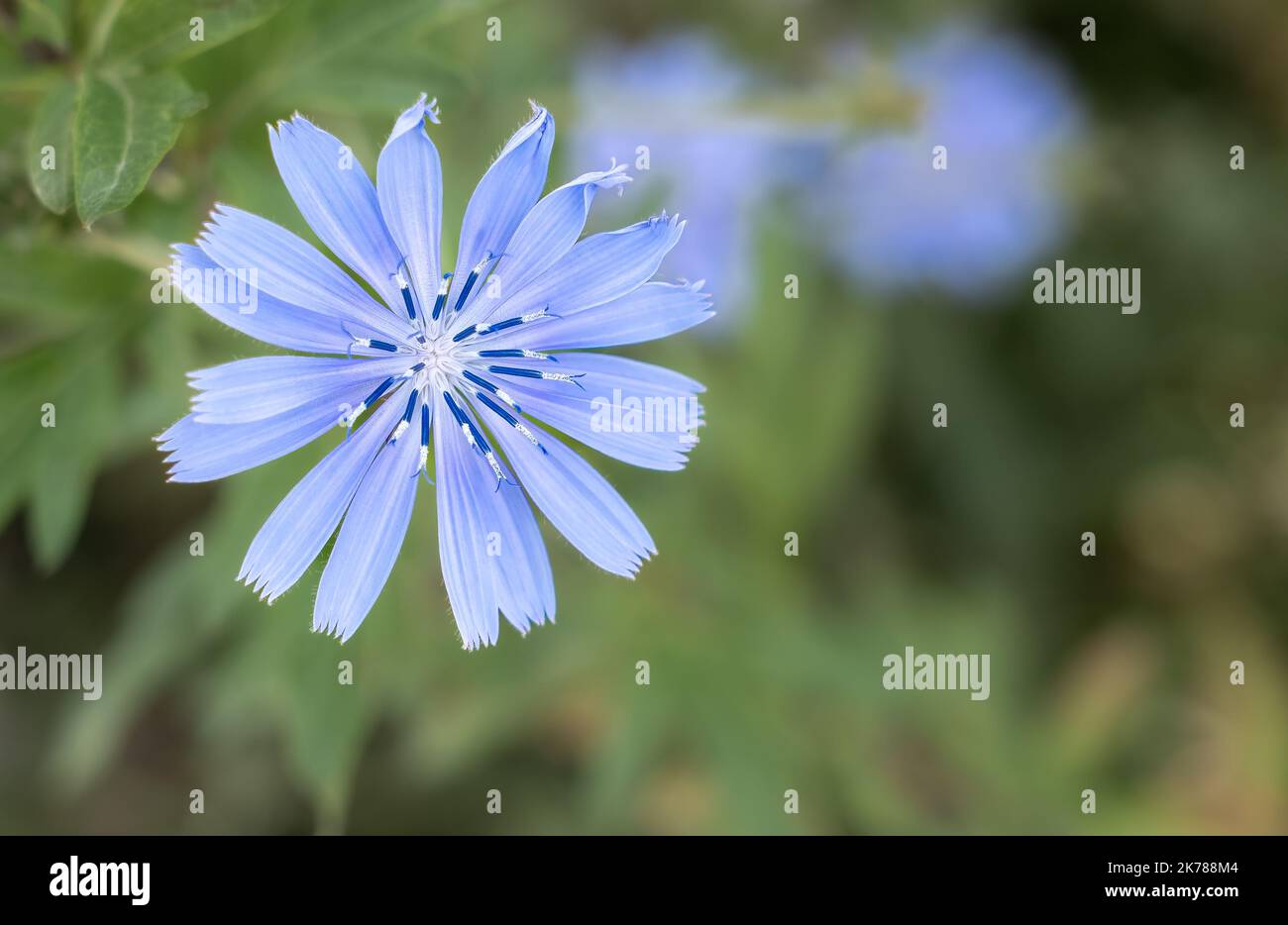 Primo piano di un fiore di cicoria blu viola (Cichorium intybus) in fiore estivo Foto Stock