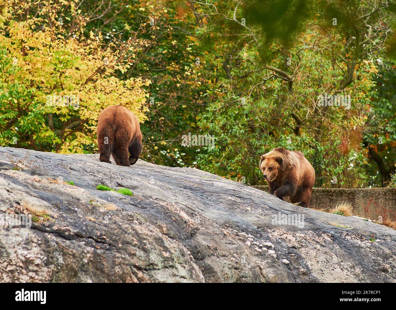 Gli orsi bruni Grizzly stanno vagando per la loro recinzione allo zoo del Bronx Foto Stock