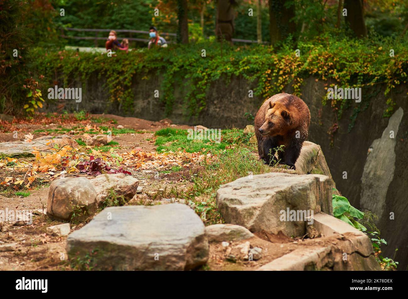Gli orsi bruni Grizzly stanno vagando per la loro recinzione allo zoo del Bronx Foto Stock
