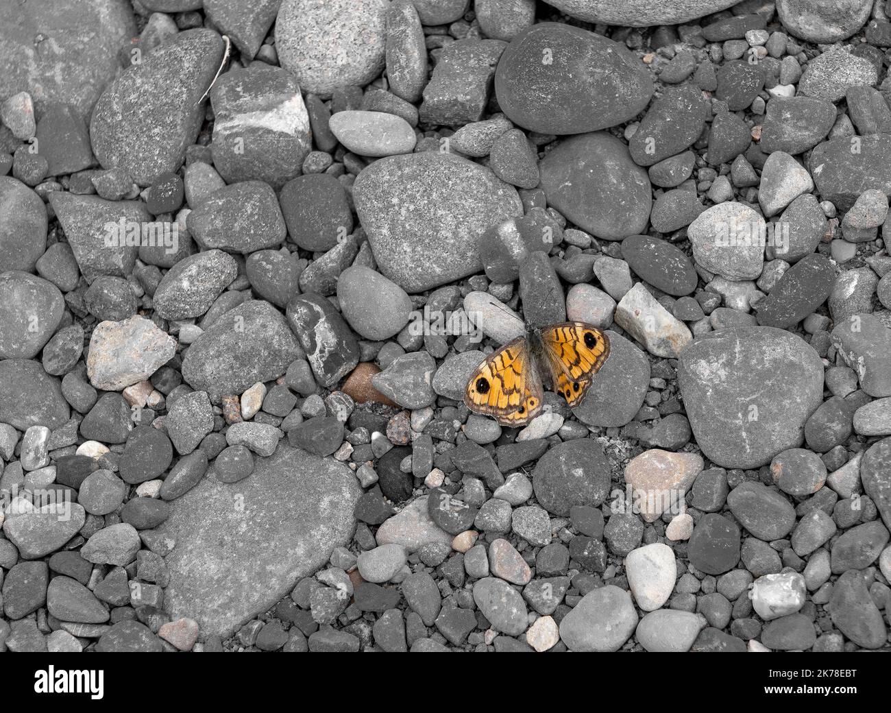 Primo piano della farfalla marrone parete (Lasiommata megera) che riposa su pietre di ciottoli grigie calde Foto Stock
