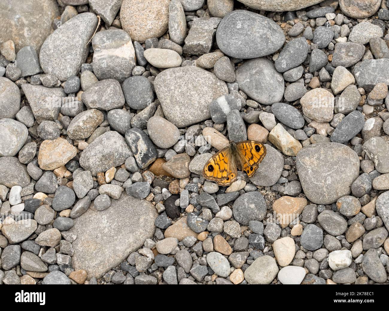Primo piano della farfalla marrone parete (Lasiommata megera) che riposa su pietre di ciottoli grigie calde Foto Stock