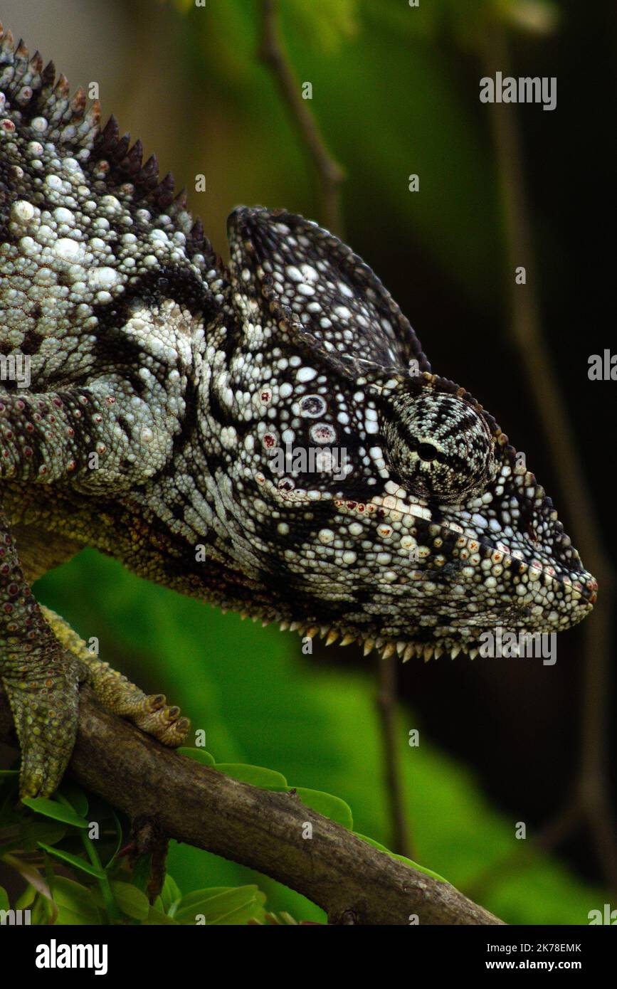©Arnaud De grave / le Pictorium/MAXPPP - Arnaud De grave / le Pictorium - 29/11/2015 - Madagascar / Alaotra-Mangoro - Cameleon. / 29/11/2015 - Madagascar / Alaotra-Mangoro - Chameleon Foto Stock