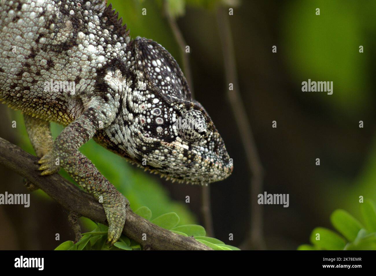 ©Arnaud De grave / le Pictorium/MAXPPP - Arnaud De grave / le Pictorium - 29/11/2015 - Madagascar / Alaotra-Mangoro - Cameleon. / 29/11/2015 - Madagascar / Alaotra-Mangoro - Chameleon Foto Stock