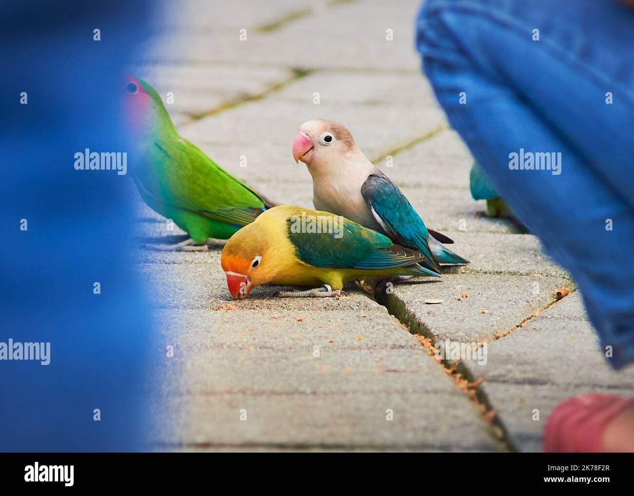 Amate gli uccelli, i pappagalli, i gerigri e altri piccoli uccelli simili ai pappagalli che vengono nutriti da persone nella voliera, vista attraverso i piedi delle persone che camminano Foto Stock