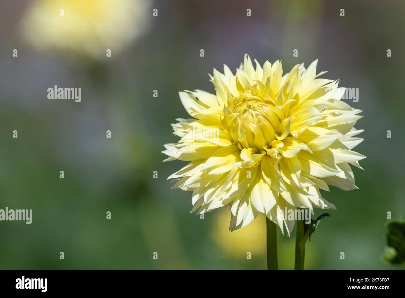 Primo piano di un canarino fubuki dahlia in fiore Foto Stock