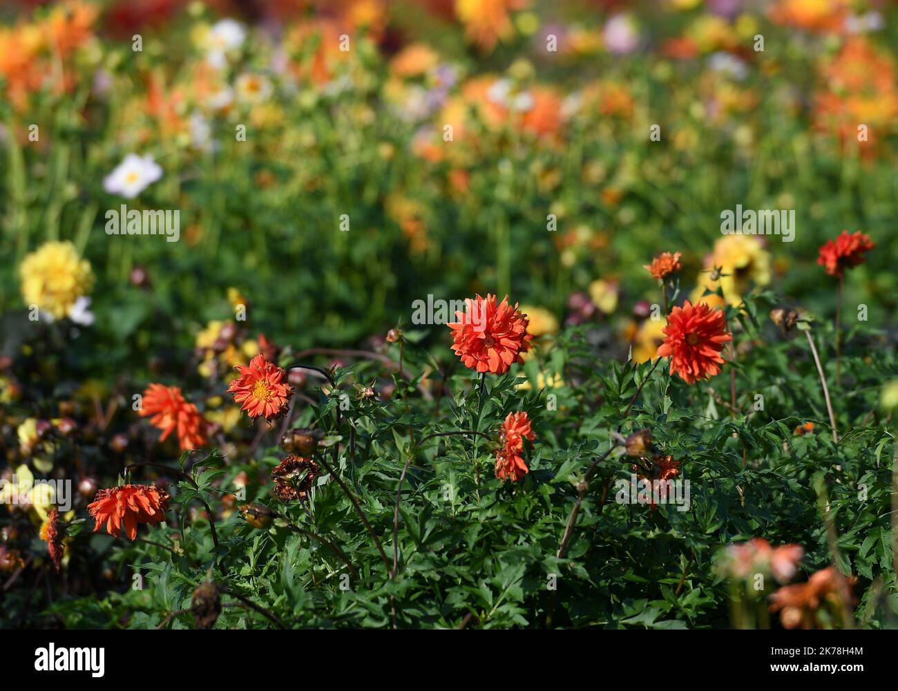 RECOLTE DE DAHLIAS DANS LES CHAMPS DE EARL BORDS DE LOIRE A BLAISON-GOHIER - 2019/11,09 RACCOLTA DI FIORI DI DAHLIA. Foto Stock