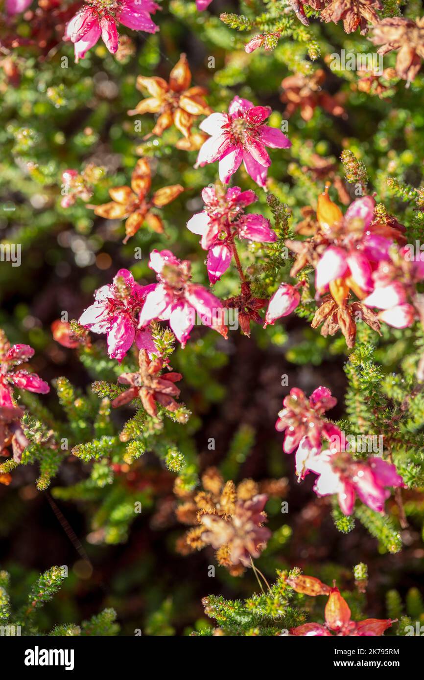 Petite Erica ciliaris 'Castello di Corfe', brughiera Dorset 'Castello di Corfe' fiori e fogliame in primo piano, ritratto di piante naturali Foto Stock