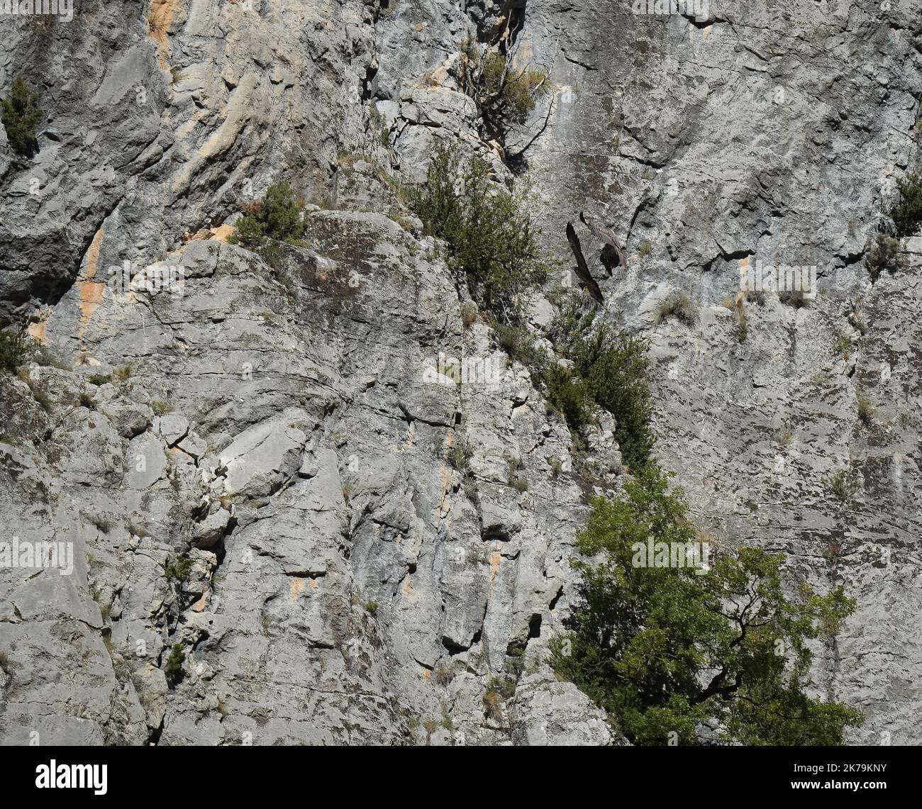 un paio di avvoltoi bearded (ossifrage, lammergeier, gypaetus barbatus) volano in prossimità molto vicino lungo il rockface verticale della montagna Foto Stock